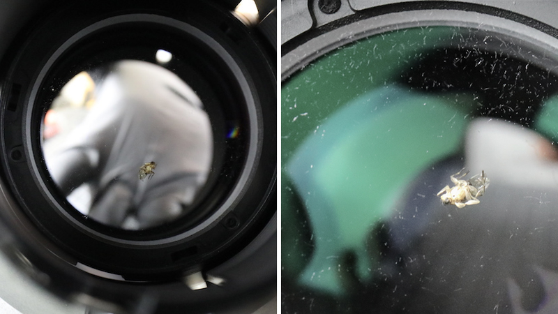 At one point the fly was alive, which resulted in more than just its carcass that needed to be cleaned out. It left many deposits inside the lens before it finally bit the dust.